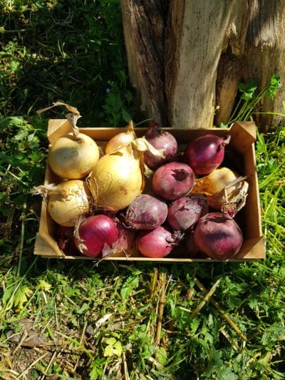 Les Oignons