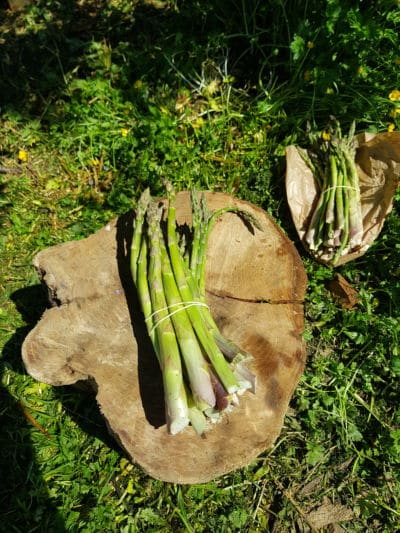 Botte   Asperges