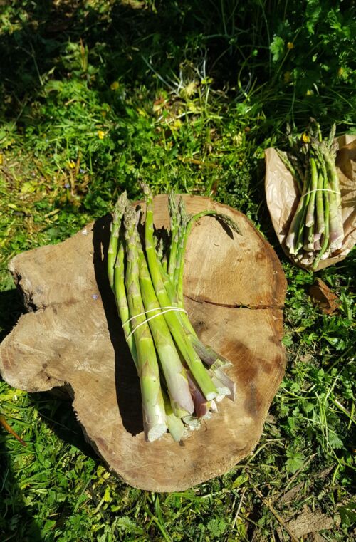Botte   Asperges