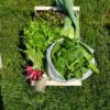 Le petit panier de légumes BIO – Image 2