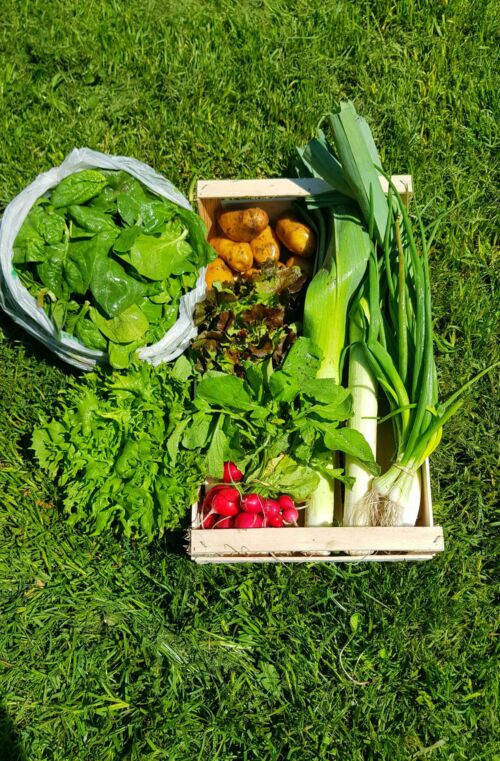 Le petit panier de légumes BIO