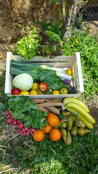 Le grand panier de fruits et légumes BIO