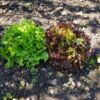 Les Salades – Image 2