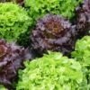 Les Salades – Image 3