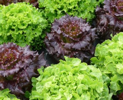 Les Salades