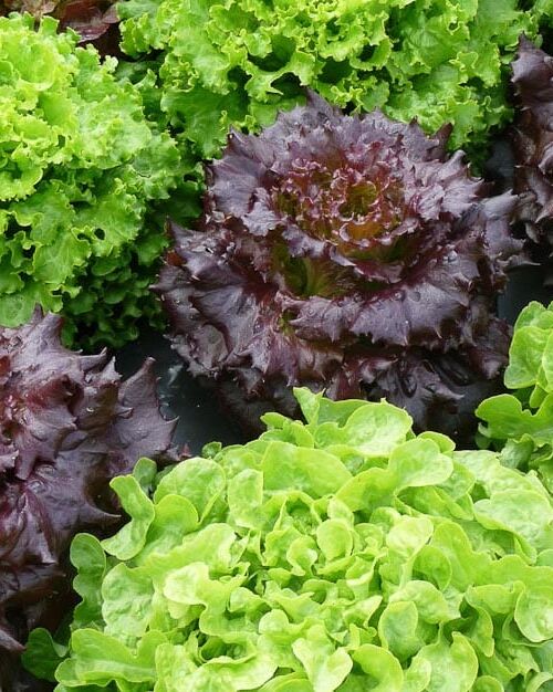 Les Salades