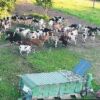 Lait cru BIO – Image 3