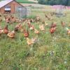 -  Poulets  -   Ferme de Chantitet – Image 3