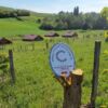 -  Poulets  -   Ferme de Chantitet – Image 4