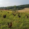 -  Poulets  -   Ferme de Chantitet – Image 2
