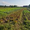 Les carottes – Image 3