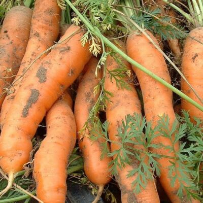 Les carottes