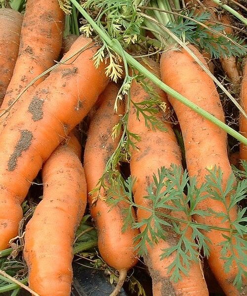 Les carottes