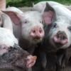 -  PORC - Ferme de Santalé – Image 2