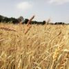 Farines Mais BIO Grand Roux Basque – Image 7