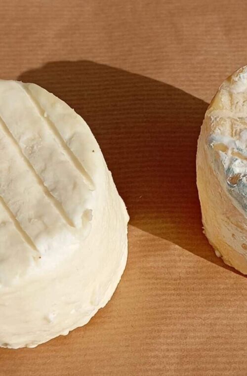 CHAROLAIS DE QUINCIEU