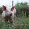 -  PORC - Ferme de Santalé – Image 3