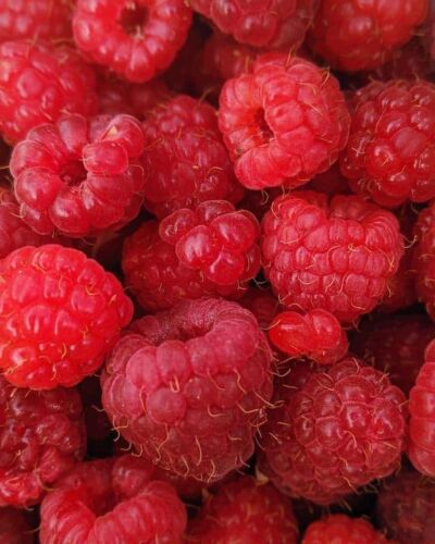 FINI - Framboises BIO - Le verger de Michel