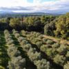 Huile d'Olive Vierge Extra - Vaucluse – Image 5