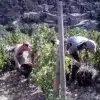 St Joseph - Vin Rouge – Image 2