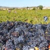 Morgon - Vin Rouge – Image 3