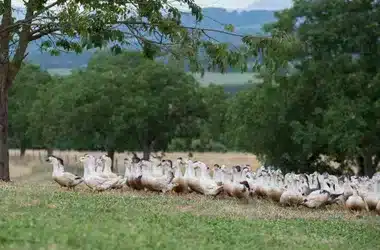Spécial fêtes - FOIE GRAS CANARD - Ferme de Santalé – Image 2