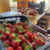 Les fraises d'Amelie - Tignieu – Image 3