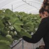 Les fraises d'Amelie - Tignieu – Image 4
