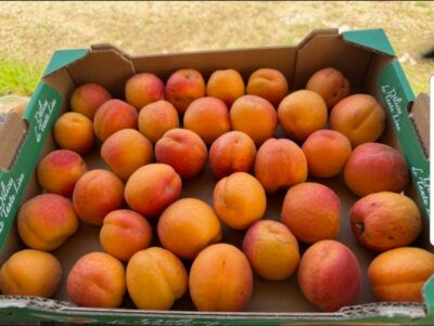 Abricots de la Drôme