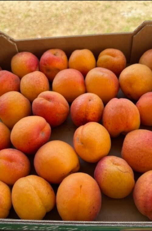 Abricots de la Drôme