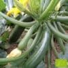 Les courgettes – Image 5