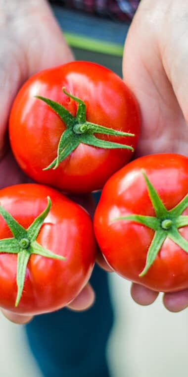 Les tomates rondes