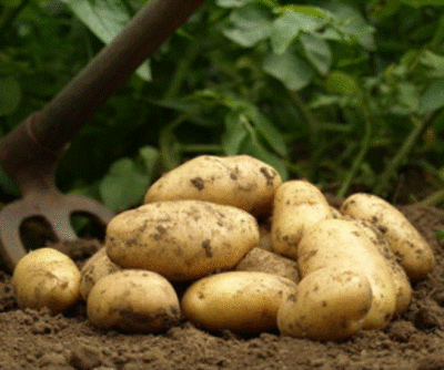 Les pommes de terres nouvelles