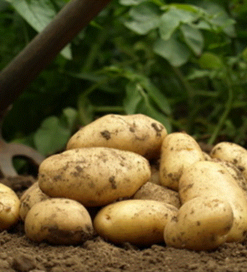 Les pommes de terres nouvelles