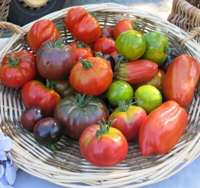 Les tomates anciennes