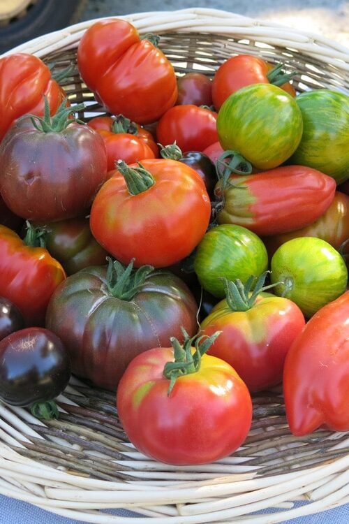 Les tomates anciennes